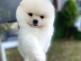 Kar Beyaz Pomeranian Boo Yavrularımız