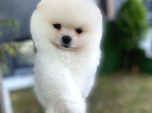 Kar Beyaz Pomeranian Boo Yavrularımız görsel