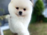 Kar Beyaz Pomeranian Boo Yavrularımız