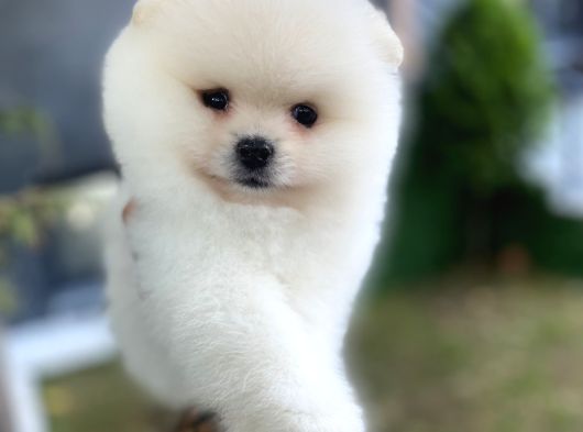 Kar Beyaz Pomeranian Boo Yavrularımız görsel