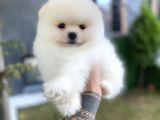 Kar Beyaz Pomeranian Boo Yavrularımız