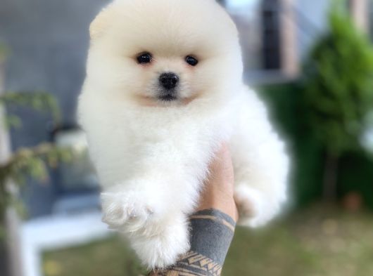 Kar Beyaz Pomeranian Boo Yavrularımız görsel