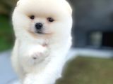 Kar beyaz pomeranian Boo Yavrularımız