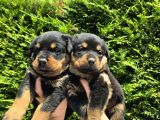 Safkan Orji̇nal Rottweiler Yavrulari