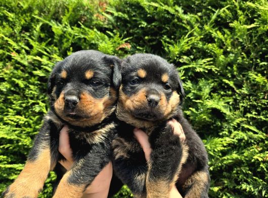 Safkan Orji̇nal Rottweiler Yavrulari görsel