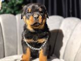 Safkan Orji̇nal Rottweiler Yavrulari
