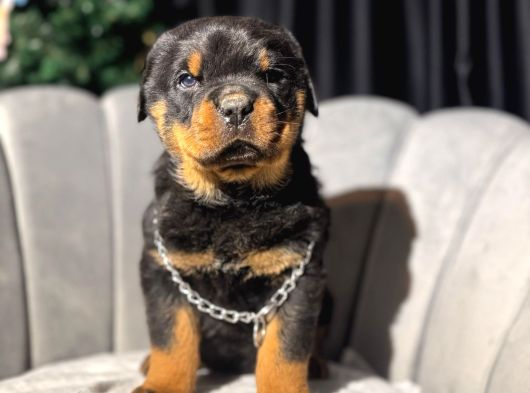 Safkan Orji̇nal Rottweiler Yavrulari görsel
