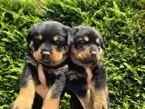 Safkan Orji̇nal Rottweiler Yavrulari