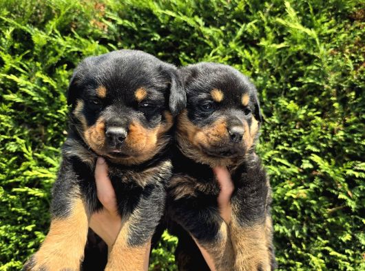 Safkan Orji̇nal Rottweiler Yavrulari görsel