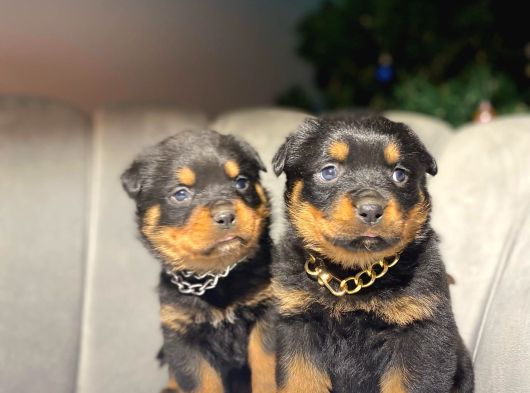 Safkan Orji̇nal Rottweiler Yavrulari