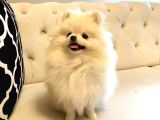 Mini Boy Pomeranian Yavruları