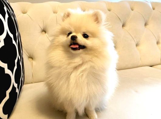 Mini Boy Pomeranian Yavruları görsel