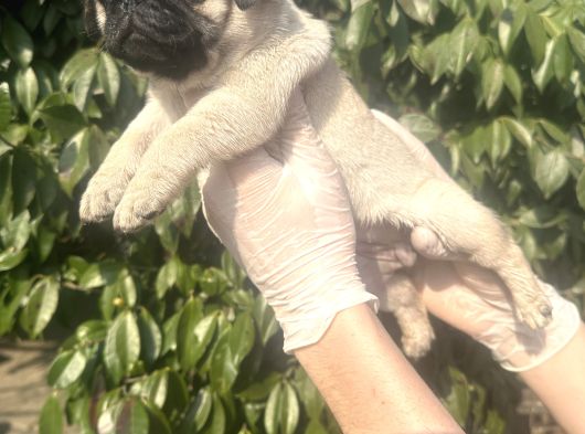 Pug  Yavrulari Mama Ve Malzeme Kampanyanli görsel