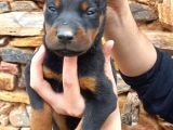 Doberman Yavrulari Mama Ve Malzeme Kampanya Li