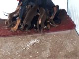 Şampi̇yon Fci Secereli̇ Doberman  Yavrulari