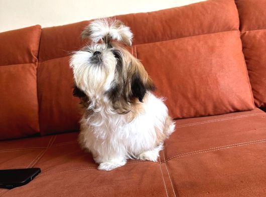 Shih Tzu Yavruları Mama Malzeme Kampanyali görsel
