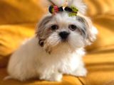 Shih Tzu Yavruları Mama Malzeme Kampanyali