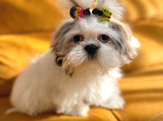 Shih Tzu Yavruları Mama Malzeme Kampanyali görsel
