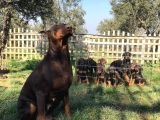 Doberman Yavrulari Mama Ve Malzeme Kampanya Li
