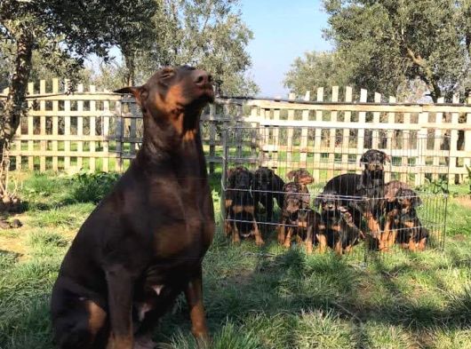 Doberman Yavrulari Mama Ve Malzeme Kampanya Li görsel