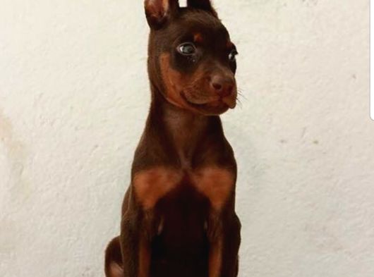 Doberman Yavrulari Mama Ve Malzeme Kampanya Li görsel