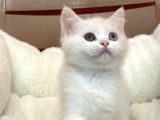 Beyaz Shorthair Bebekler