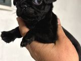 Pug  Yavrulari Mama Ve Malzeme Kampanyanli