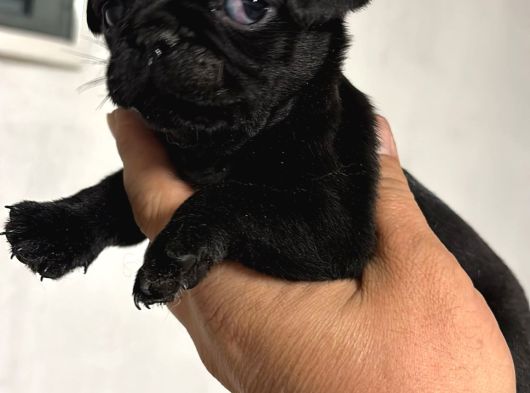 Pug  Yavrulari Mama Ve Malzeme Kampanyanli görsel