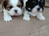 Shih Tzu Yavruları Mama Malzeme Kampanyali
