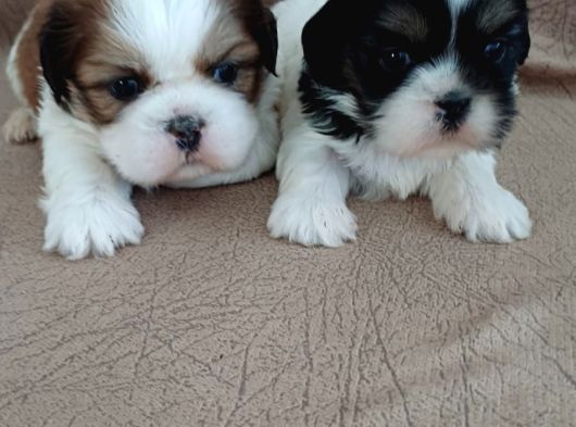 Shih Tzu Yavruları Mama Malzeme Kampanyali