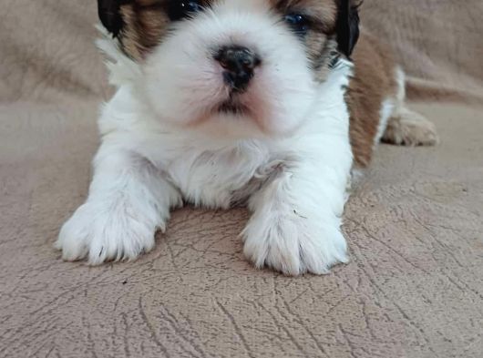 Shih Tzu Yavruları Mama Malzeme Kampanyali görsel