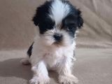 Shih Tzu Yavruları Mama Malzeme Kampanyali