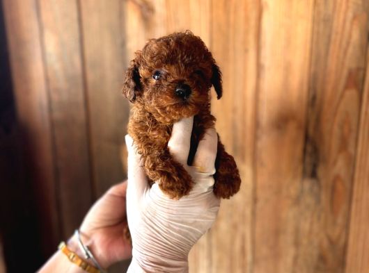 Toy Poodle Yavruları Mama Ve Malzeme Kampanyalı görsel