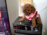 Orjinal Kore Tea Cup Poodle Yavrular