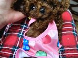 Orjinal Kore Tea Cup Poodle Yavrular