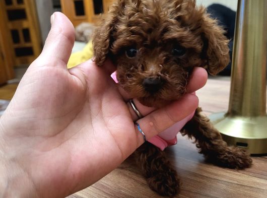 Orjinal Kore Tea Cup Poodle Yavrular görsel