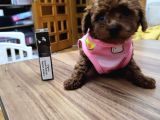 Orjinal Kore Tea Cup Poodle Yavrular