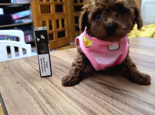 Orjinal Kore Tea Cup Poodle Yavrular görsel