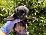 Pug  Yavrulari Mama Ve Malzeme Kampanyanli