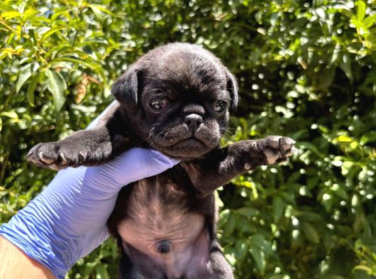 Pug  Yavrulari Mama Ve Malzeme Kampanyanli görsel