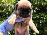 Pug  Yavrulari Mama Ve Malzeme Kampanyanli