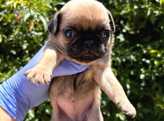 Pug  Yavrulari Mama Ve Malzeme Kampanyanli görsel