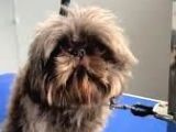 Shih Tzu Yavruları Mama Malzeme Kampanyali