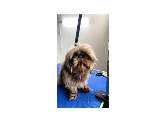 Shih Tzu Yavruları Mama Malzeme Kampanyali görsel
