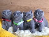 Ayı Kafa Scottish Fold Yavrularım