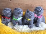 Ayı kafa scottish fold yavrularım