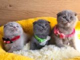 Ayı Kafa Scottish Fold Yavrularım