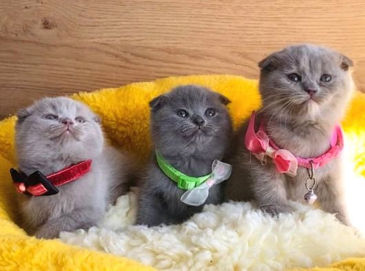 Ayı Kafa Scottish Fold Yavrularım görsel
