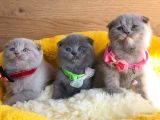 Ayı Kafa Scottish Fold Yavrularım