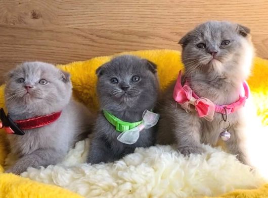 Ayı Kafa Scottish Fold Yavrularım görsel
